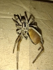 Lycosa erythrognatha