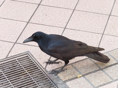 Corvus corone