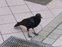 Corvus corone