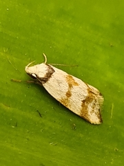 Chezala brachypepla