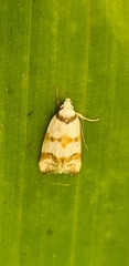 Chezala brachypepla