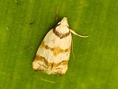 Chezala brachypepla