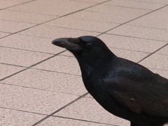 Corvus corone