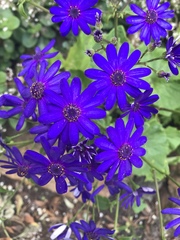 Pericallis × hybrida