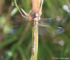 Rhionaeschna diffinis