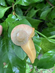 Parthena acutangula