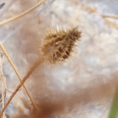 Hypochaeris achyrophorus