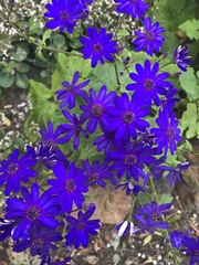 Pericallis × hybrida