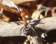 Formica propinqua