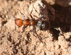 Formica propinqua