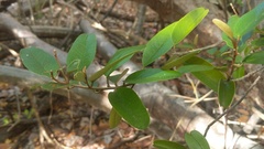 Capparis cynophallophora