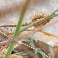 Hypochaeris achyrophorus