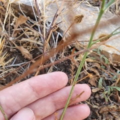 Hypochaeris achyrophorus