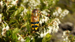Conognatha laticollis