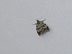 Choreutis diana
