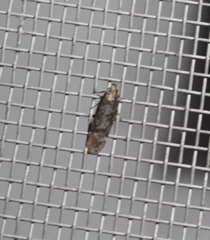 Chionodes thoraceochrella