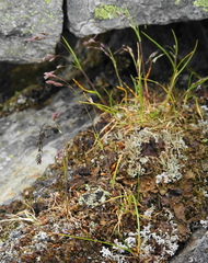 Poa paucispicula