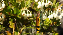 Conognatha laticollis