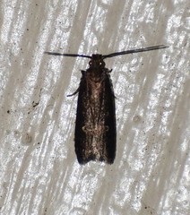 Chionodes discoocellella