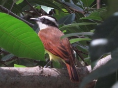 Pitangus sulphuratus