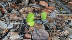 Ipomoea violacea