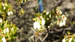 Conognatha laticollis