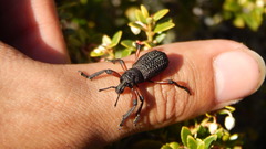 Aegorhinus suturalis