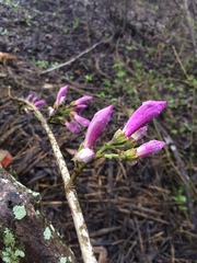 Fridericia schumanniana