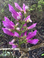 Fridericia schumanniana