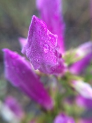 Fridericia schumanniana