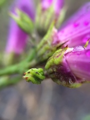 Fridericia schumanniana
