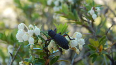 Aegorhinus suturalis