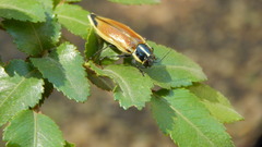 Epistomentis pictus