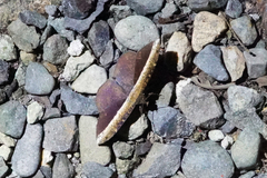 Hemeroblemma schausiana