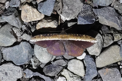 Hemeroblemma schausiana