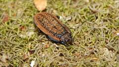 Erichius caelatus