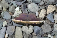 Hemeroblemma schausiana