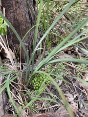 Lomandra multiflora dura