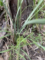 Lomandra multiflora dura