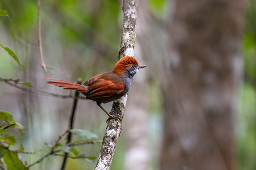 Pinto's Spinetail (Synallaxis infuscata)