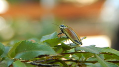 Epistomentis pictus
