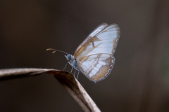 Mestra hersilia