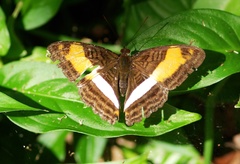 Adelpha cocala