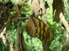 Dircenna kolijkensis