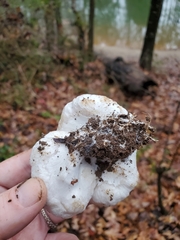 Entoloma abortivum