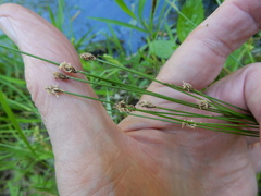 Eleocharis montevidensis