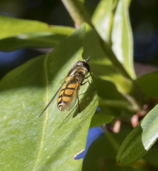Syrphus octomaculatus