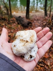 Entoloma abortivum