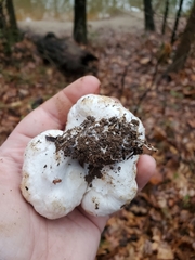 Entoloma abortivum