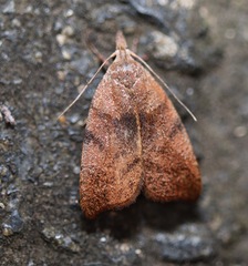 Tortricopsis euryphanella